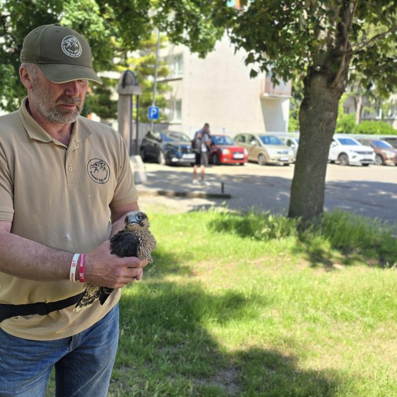 Do Dunajskej Stredy priletela nová generácia sokolov