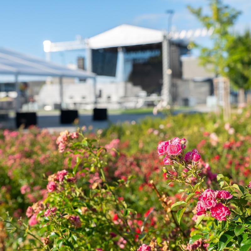 Csallóközi Vásár 2025, Fotó: Rózsár Vince