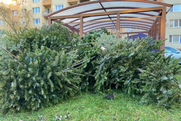 Začal sa zber živých vianočných stromčekov