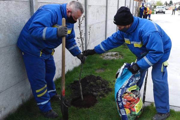 Zöldebb Dunaszerdahelyért – városszerte fákat ültetnek ki