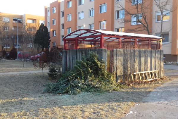 Megkezdődött a karácsonyfák elszállítása