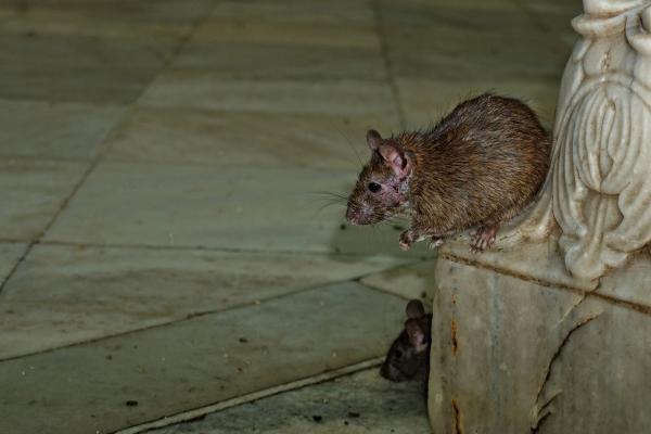 potkan hnedý